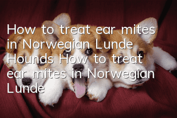How to treat ear mites in Norwegian Lunde Hounds How to treat ear mites in Norwegian Lunde Hounds