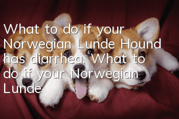 What to do if your Norwegian Lunde Hound has diarrhea. What to do if your Norwegian Lunde Hound has diarrhea.