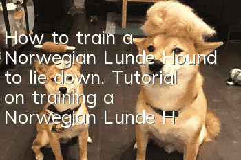 How to train a Norwegian Lunde Hound to lie down. Tutorial on training a Norwegian Lunde Hound to lie down.