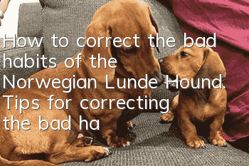 How to correct the bad habits of the Norwegian Lunde Hound. Tips for correcting the bad habits of the Norwegian Lunde Hound.