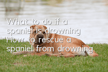 What to do if a spaniel is drowning? How to rescue a spaniel from drowning?