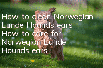 How to clean Norwegian Lunde Hound’s ears How to care for Norwegian Lunde Hound’s ears