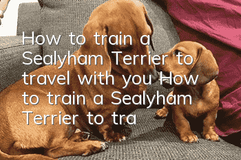 How to train a Sealyham Terrier to travel with you? How to train a Sealyham Terrier to travel with you when you go out?