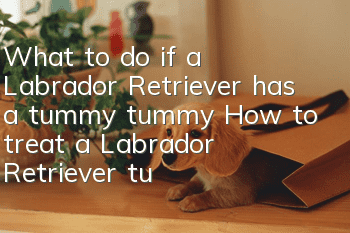 What to do if a Labrador Retriever has a tummy tummy? How to treat a Labrador Retriever tummy tummy?