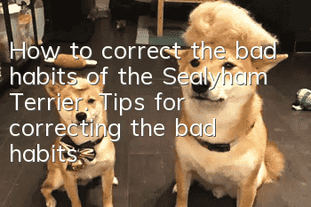 How to correct the bad habits of the Sealyham Terrier. Tips for correcting the bad habits of the Sealyham Terrier.