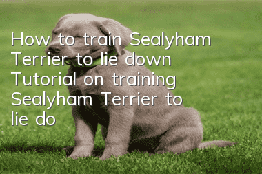 How to train Sealyham Terrier to lie down? Tutorial on training Sealyham Terrier to lie down.