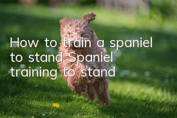 How to train a spaniel to stand Spaniel training to stand