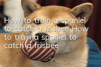 How to train a spaniel to catch a frisbee How to train a spaniel to catch a frisbee