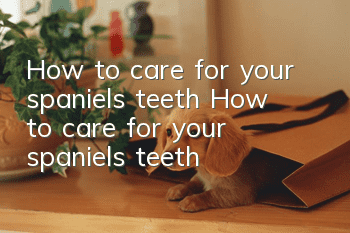 How to care for your spaniel’s teeth How to care for your spaniel’s teeth