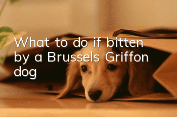 What to do if bitten by a Brussels Griffon dog