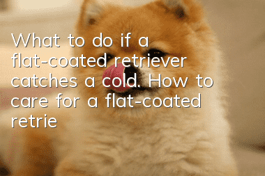 What to do if a flat-coated retriever catches a cold. How to care for a flat-coated retriever with a cold.