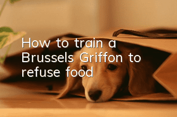 How to train a Brussels Griffon to refuse food
