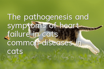 The pathogenesis and symptoms of heart failure in cats, common diseases in cats!