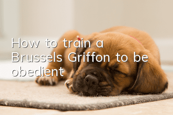 How to train a Brussels Griffon to be obedient