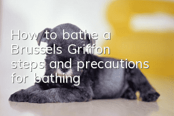 How to bathe a Brussels Griffon, steps and precautions for bathing