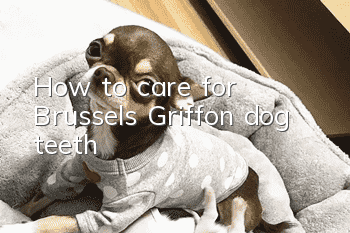 How to care for Brussels Griffon dog teeth