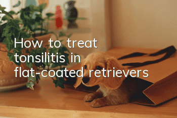 How to treat tonsilitis in flat-coated retrievers