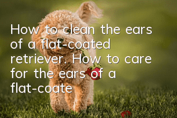 How to clean the ears of a flat-coated retriever. How to care for the ears of a flat-coated retriever.