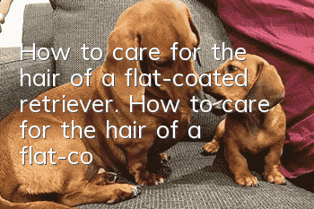 How to care for the hair of a flat-coated retriever. How to care for the hair of a flat-coated retriever.