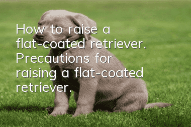 How to raise a flat-coated retriever. Precautions for raising a flat-coated retriever.