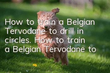 How to train a Belgian Tervodane to drill in circles. How to train a Belgian Tervodane to drill in circles.