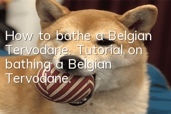 How to bathe a Belgian Tervodane. Tutorial on bathing a Belgian Tervodane.