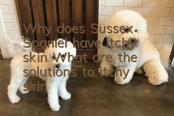 Why does Sussex Spaniel have itchy skin? What are the solutions to itchy skin?