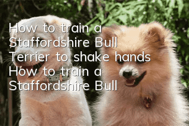How to train a Staffordshire Bull Terrier to shake hands How to train a Staffordshire Bull Terrier to shake hands