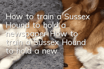 How to train a Sussex Hound to hold a newspaper? How to train a Sussex Hound to hold a newspaper?