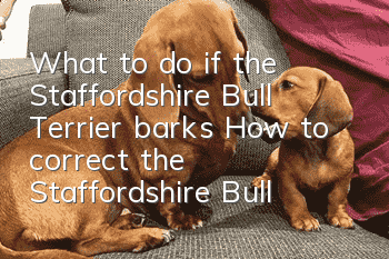 What to do if the Staffordshire Bull Terrier barks? How to correct the Staffordshire Bull Terrier's barking?