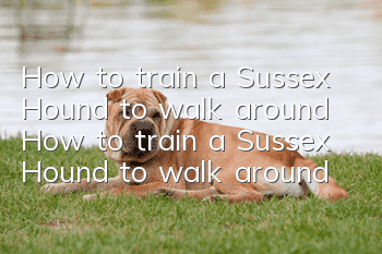 How to train a Sussex Hound to walk around? How to train a Sussex Hound to walk around?