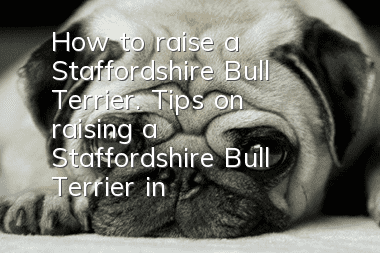 How to raise a Staffordshire Bull Terrier. Tips on raising a Staffordshire Bull Terrier in the United States.