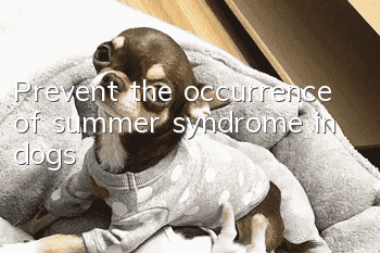 Prevent the occurrence of summer syndrome in dogs