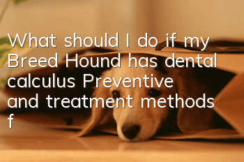What should I do if my Breed Hound has dental calculus? Preventive and treatment methods for Breed Hound dental calculus