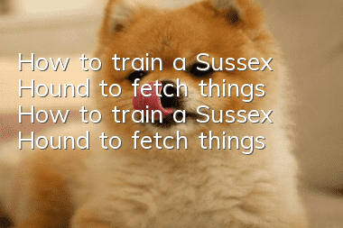 How to train a Sussex Hound to fetch things How to train a Sussex Hound to fetch things