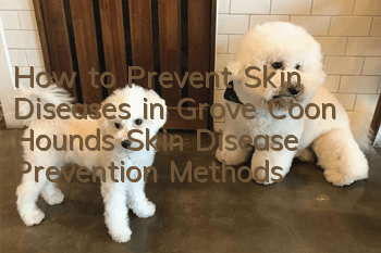 How to Prevent Skin Diseases in Grove Coon Hounds Skin Disease Prevention Methods