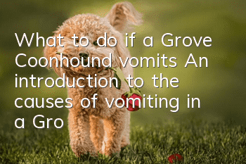What to do if a Grove Coonhound vomits? An introduction to the causes of vomiting in a Grove Coonhound.