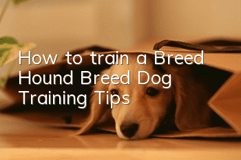 How to train a Breed Hound? Breed Dog Training Tips