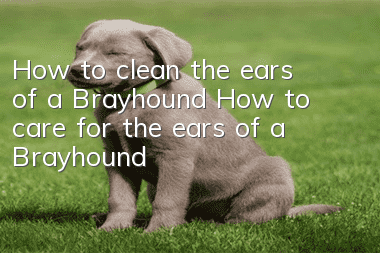 How to clean the ears of a Brayhound How to care for the ears of a Brayhound