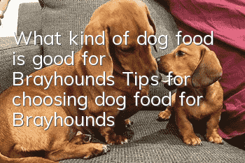 What kind of dog food is good for Brayhounds? Tips for choosing dog food for Brayhounds