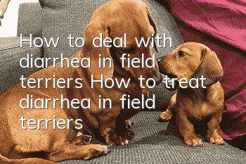 How to deal with diarrhea in field terriers How to treat diarrhea in field terriers