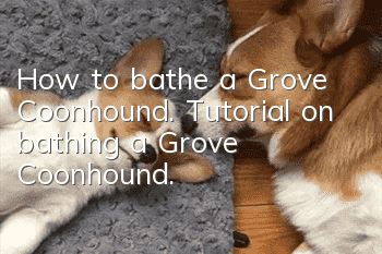 How to bathe a Grove Coonhound. Tutorial on bathing a Grove Coonhound.