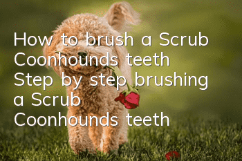 How to brush a Scrub Coonhound's teeth Step by step brushing a Scrub Coonhound's teeth