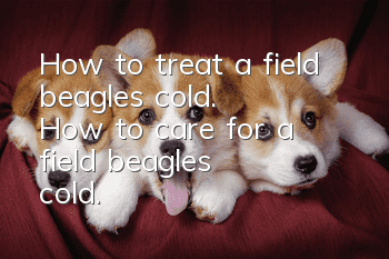 How to treat a field beagle's cold. How to care for a field beagle's cold.