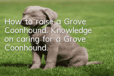 How to raise a Grove Coonhound. Knowledge on caring for a Grove Coonhound.