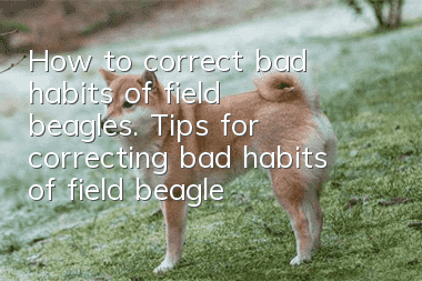 How to correct bad habits of field beagles. Tips for correcting bad habits of field beagles.