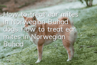 How to treat ear mites in Norwegian Buhad dogs? How to treat ear mites in Norwegian Buhad dogs?