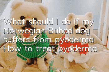 What should I do if my Norwegian Buhad dog suffers from pyoderma? How to treat pyoderma?