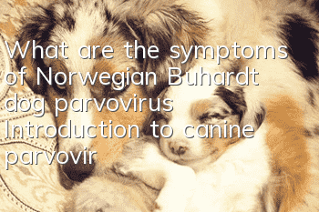 What are the symptoms of Norwegian Buhardt dog parvovirus? Introduction to canine parvovirus symptoms