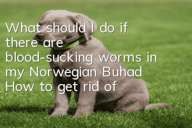 What should I do if there are blood-sucking worms in my Norwegian Buhad? How to get rid of blood-sucking worms?